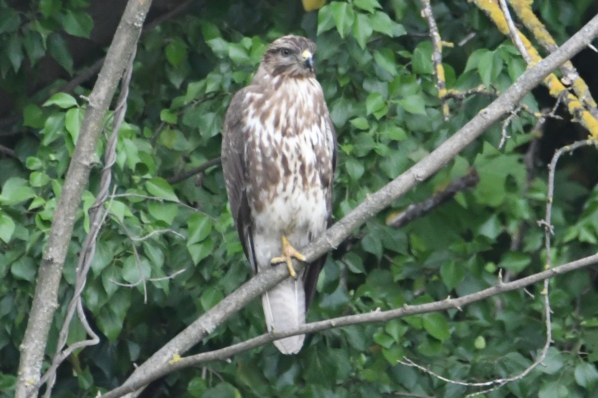 Common Buzzard - ML635935563