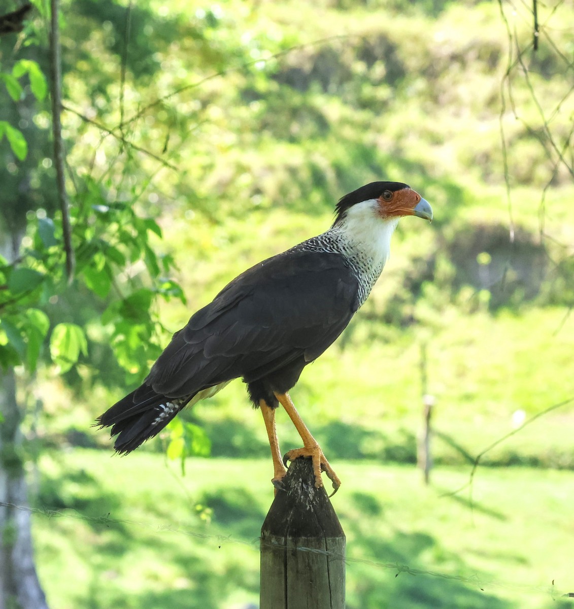 Crested Caracara (Northern) - ML635935640