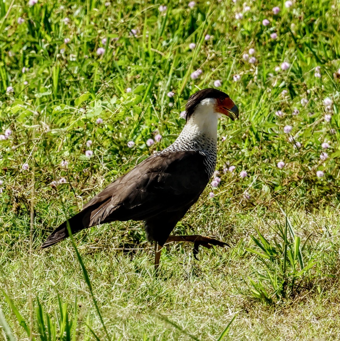 Crested Caracara (Northern) - ML635935641