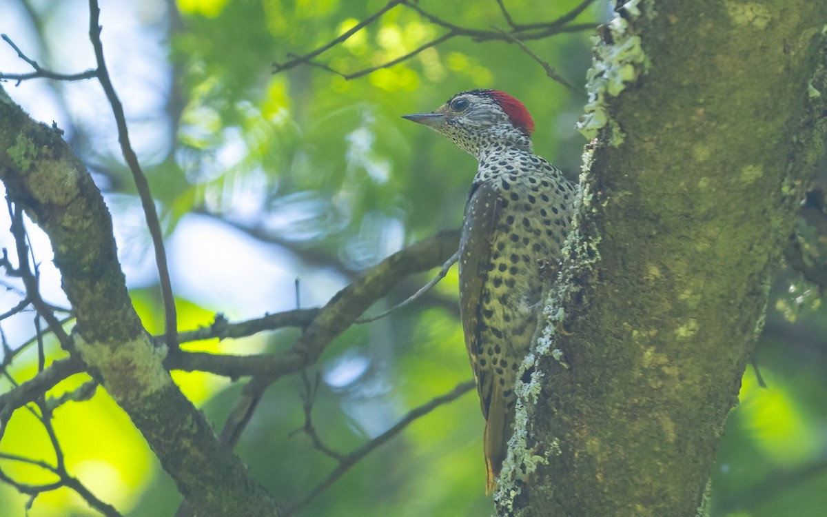 Green-backed Woodpecker - ML635935648