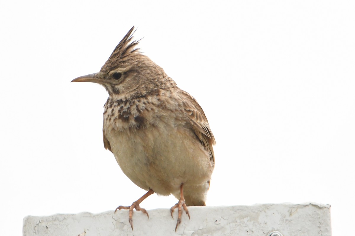 Crested Lark - ML635935681