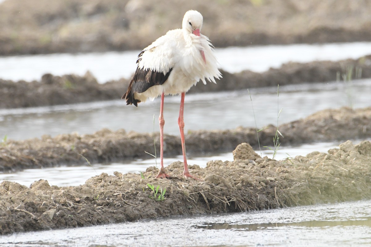 White Stork - ML635935739