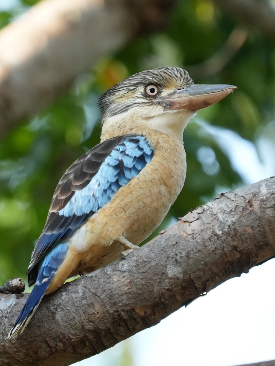 Blue-winged Kookaburra - ML635935762