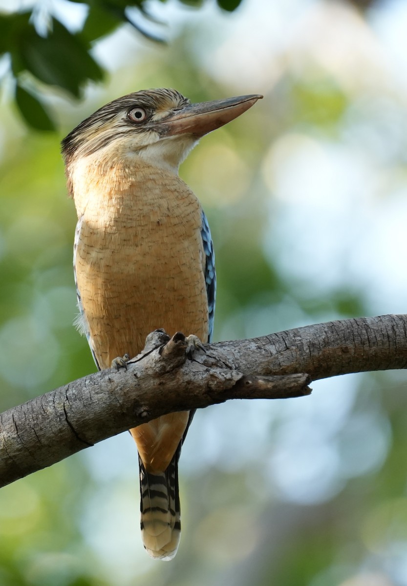 Blue-winged Kookaburra - ML635935768