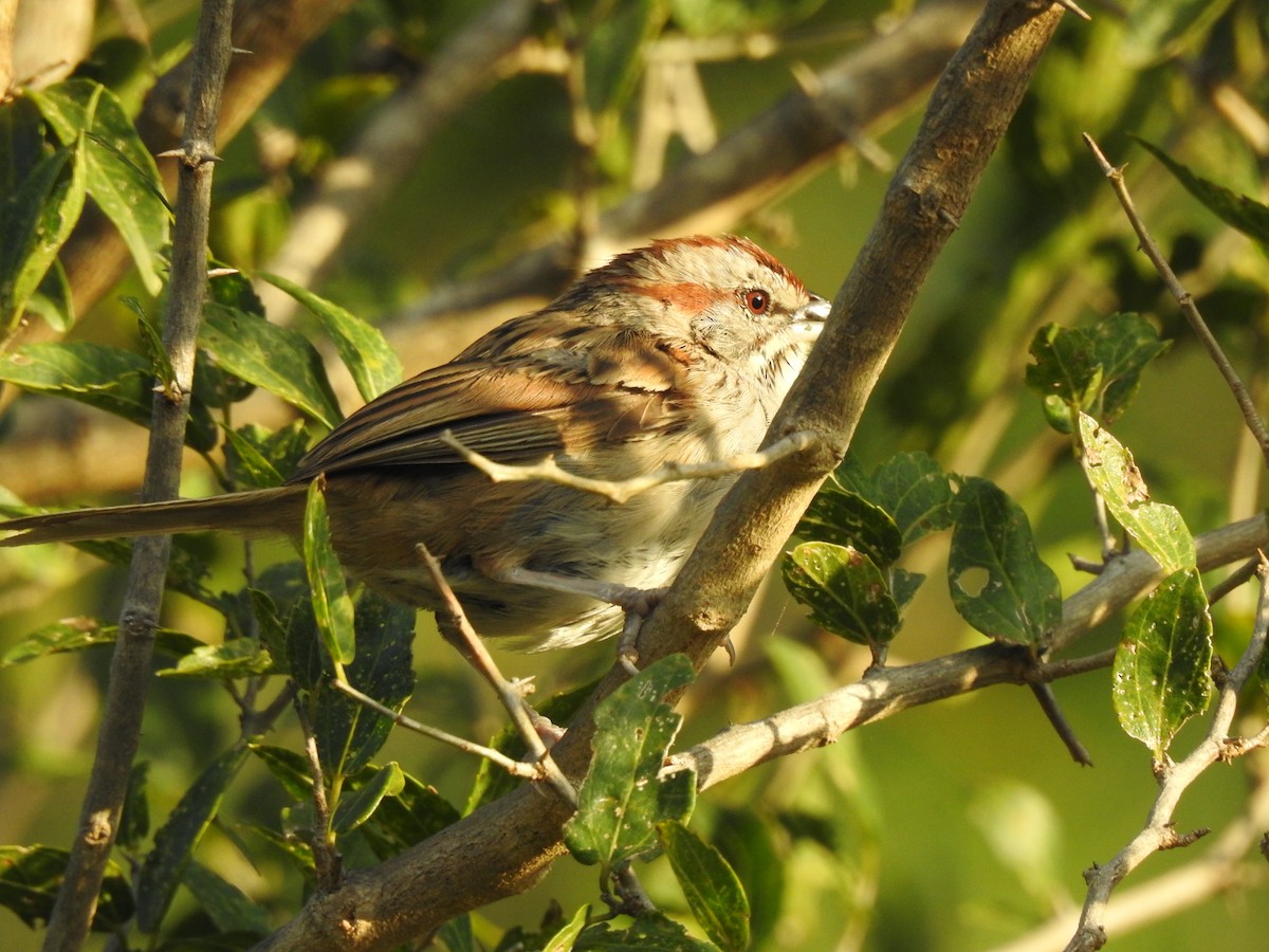 Chaco Sparrow - ML635935804
