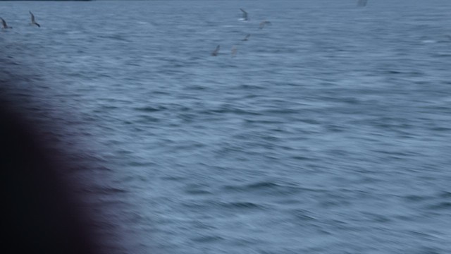 Larus sp. - ML635935805