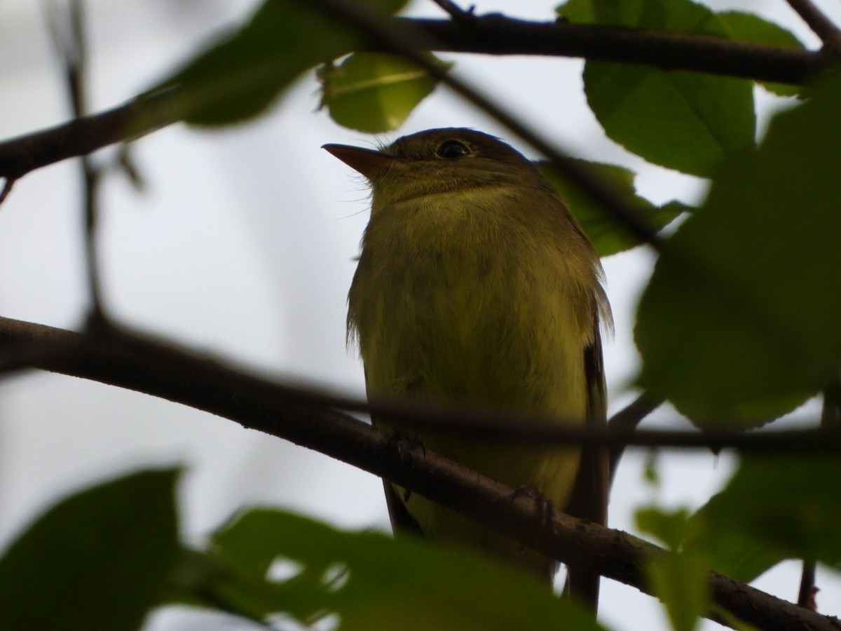 tyranovec žlutobřichý - ML635935846