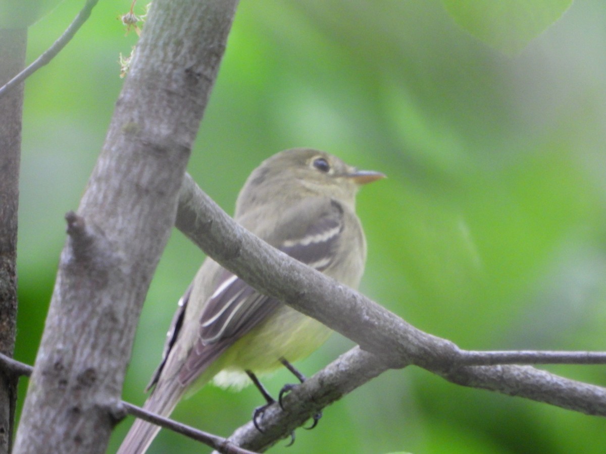 tyranovec žlutobřichý - ML635935847