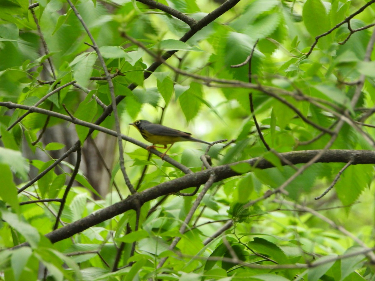 lesňáček kanadský - ML635935879