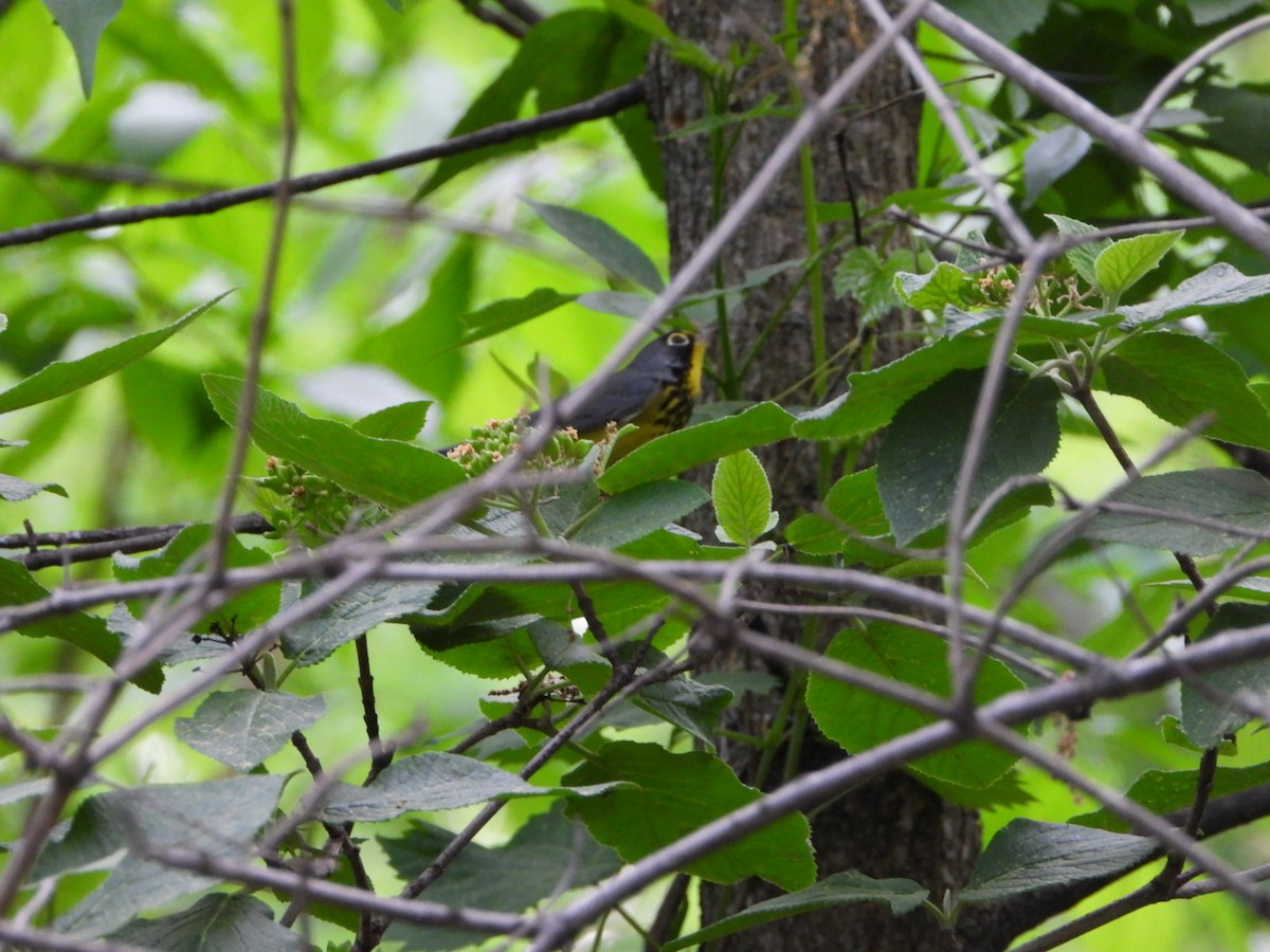 lesňáček kanadský - ML635935880