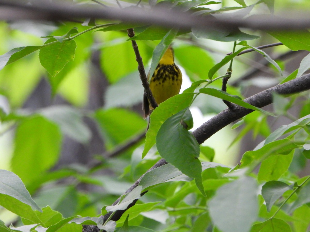 lesňáček kanadský - ML635935881