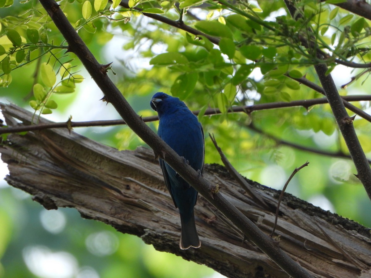 papežík indigový - ML635935889