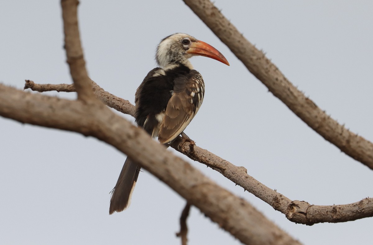 Northern Red-billed Hornbill - ML635935937
