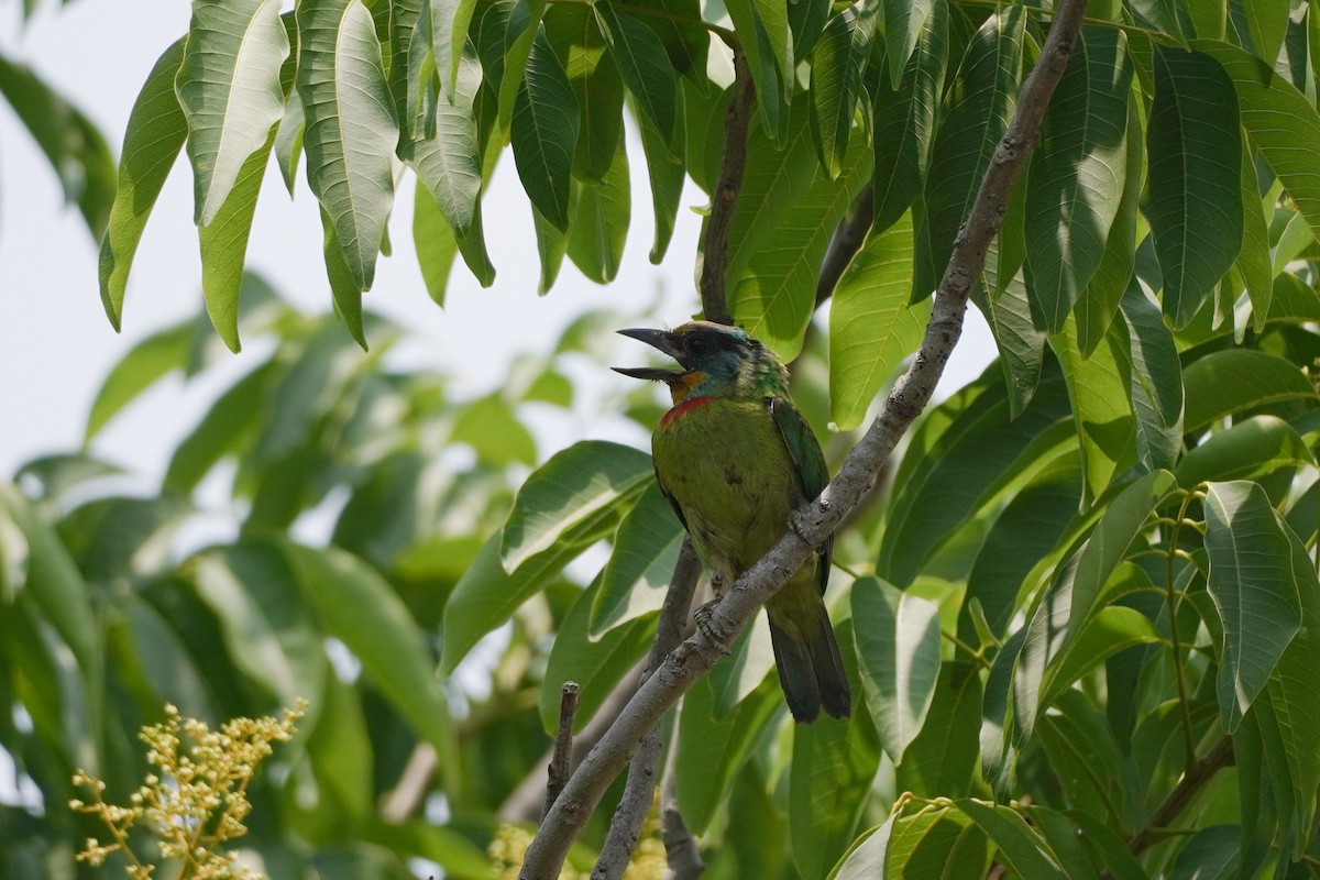 Barbu de Formose - ML635935939