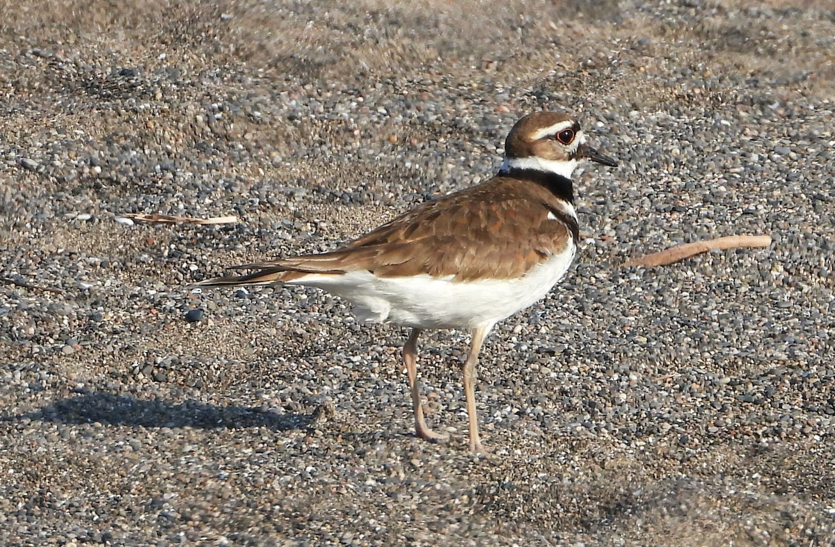 Killdeer - ML635935982
