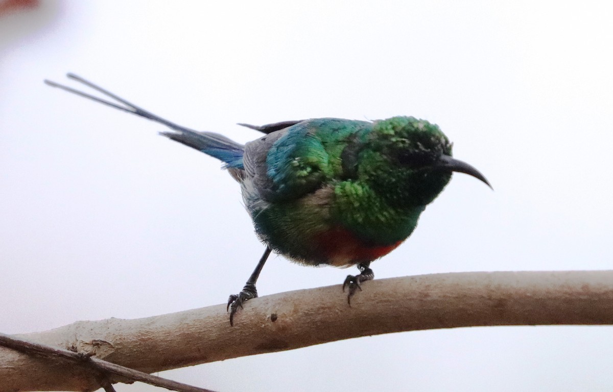 Beautiful Sunbird - ML635936011