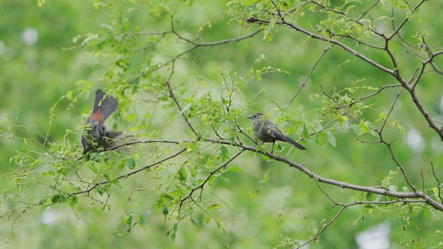 Gray Catbird - ML635936024