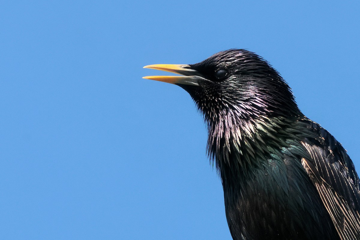 European Starling - ML635936025