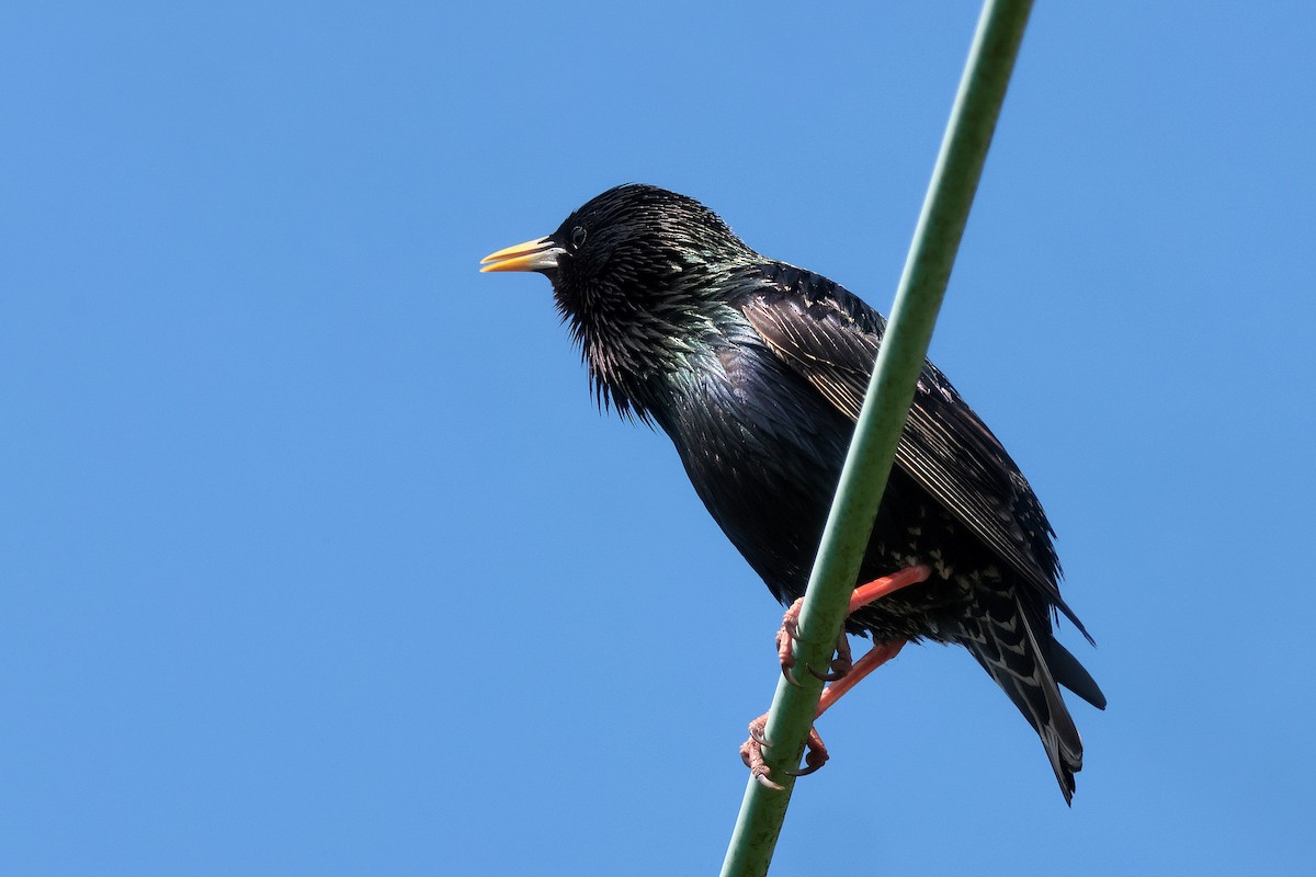 European Starling - ML635936027
