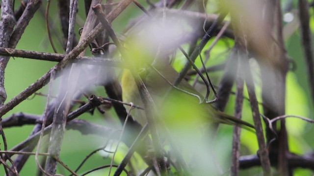 Common Yellowthroat - ML635936029