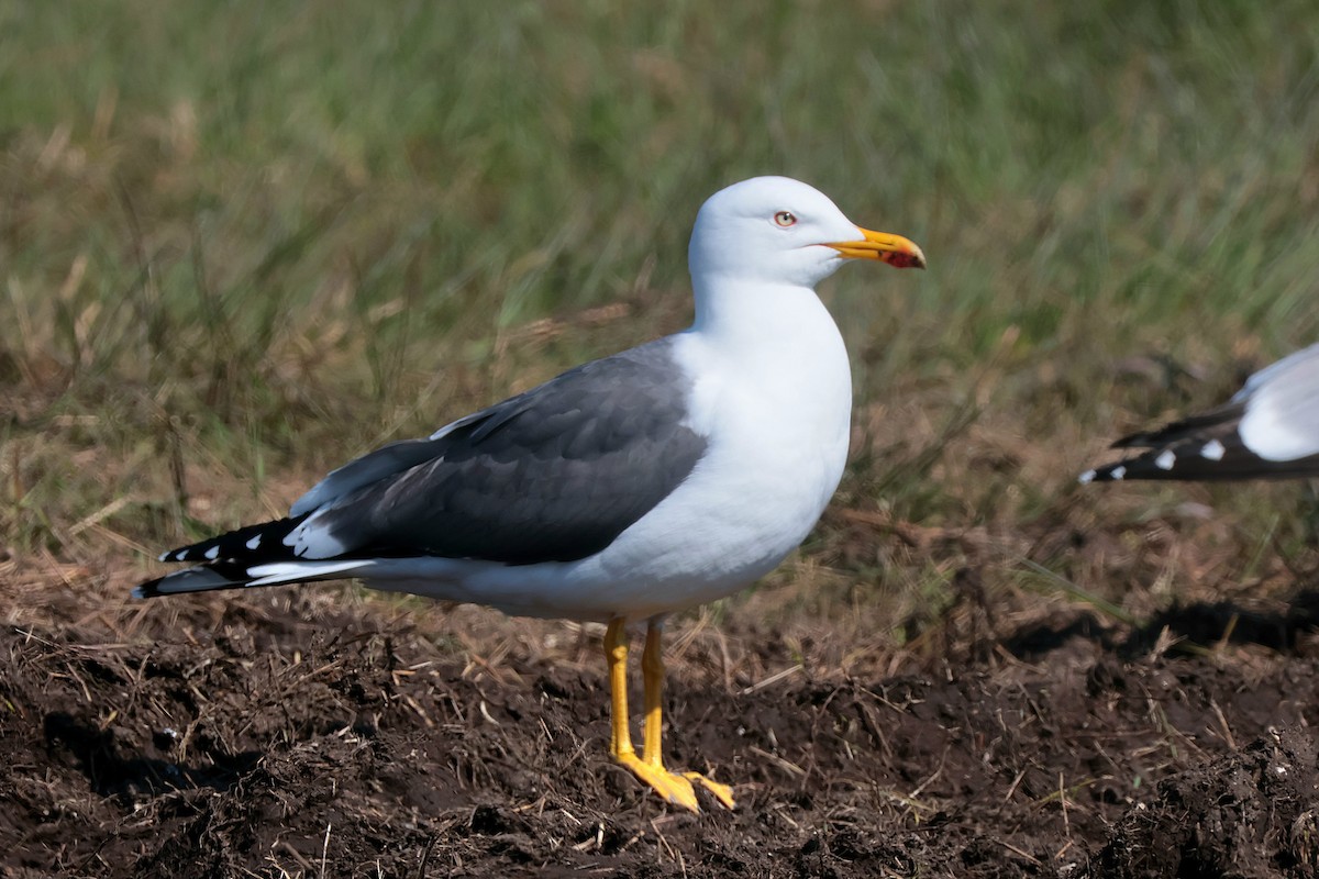 Lesser Black-backed Gull - ML635936058