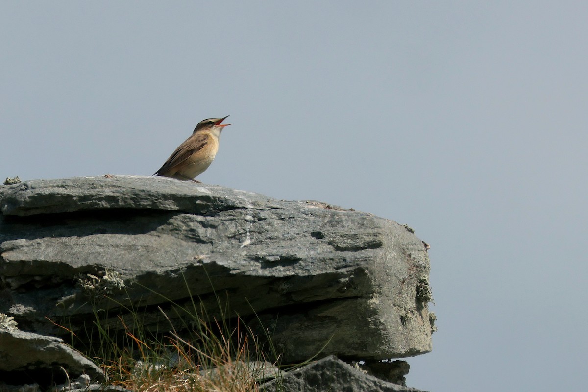 Sedge Warbler - ML635936078