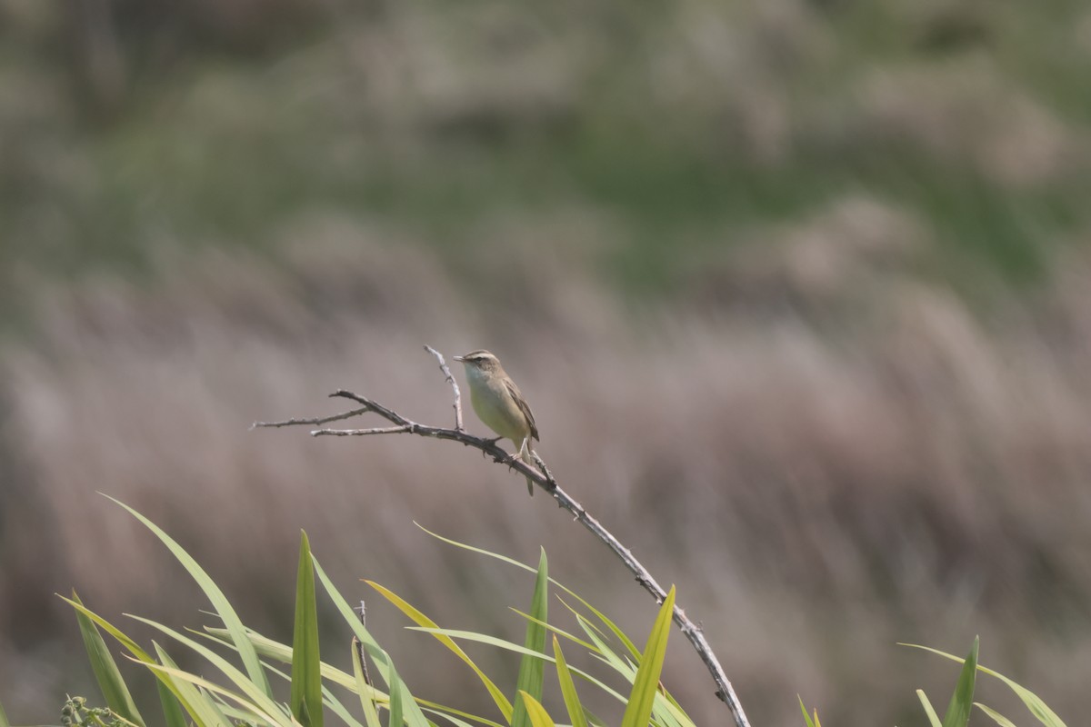Sedge Warbler - ML635936079