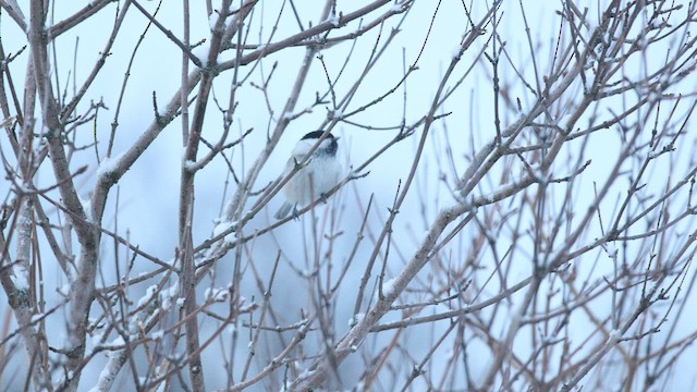 Willow Tit - ML635936107