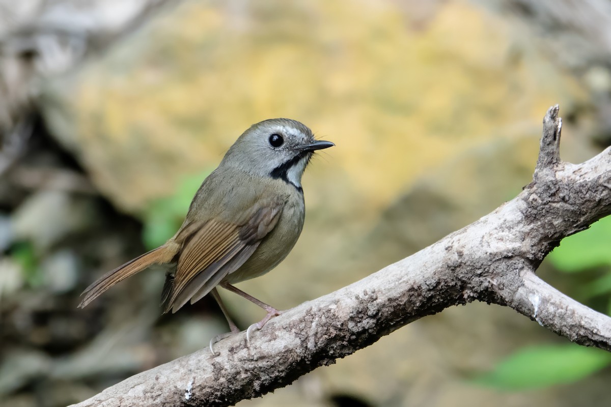 White-gorgeted Flycatcher - ML635936202
