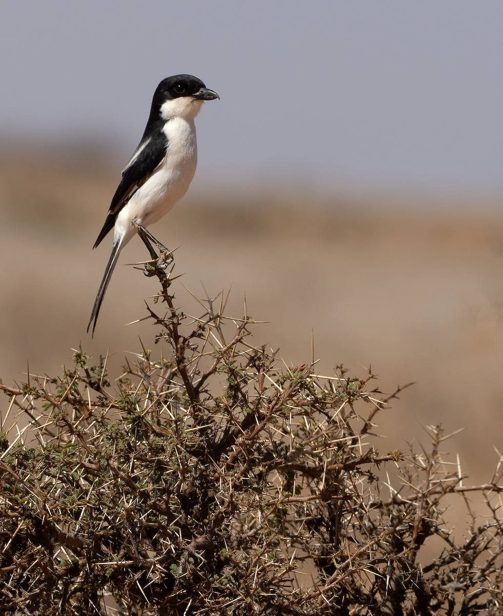 Somali Fiscal - ML635936224