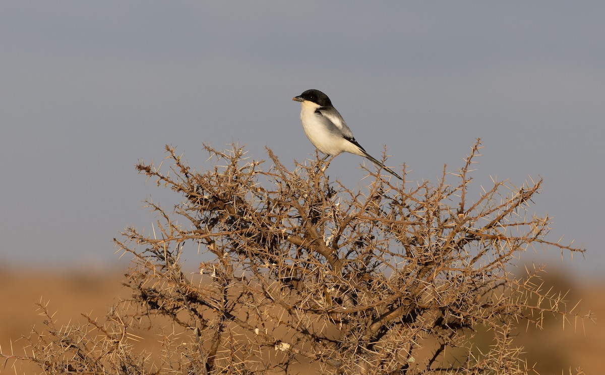 Somali Fiscal - ML635936252