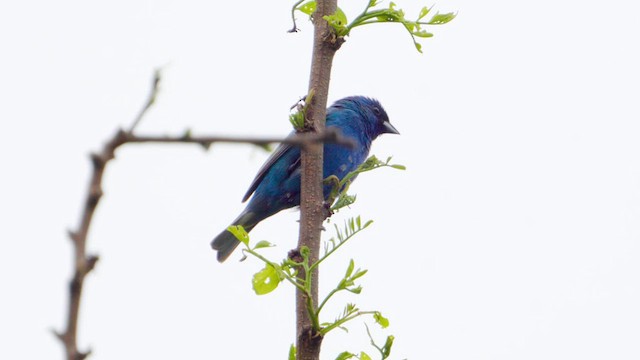 Indigo Bunting - ML635936344