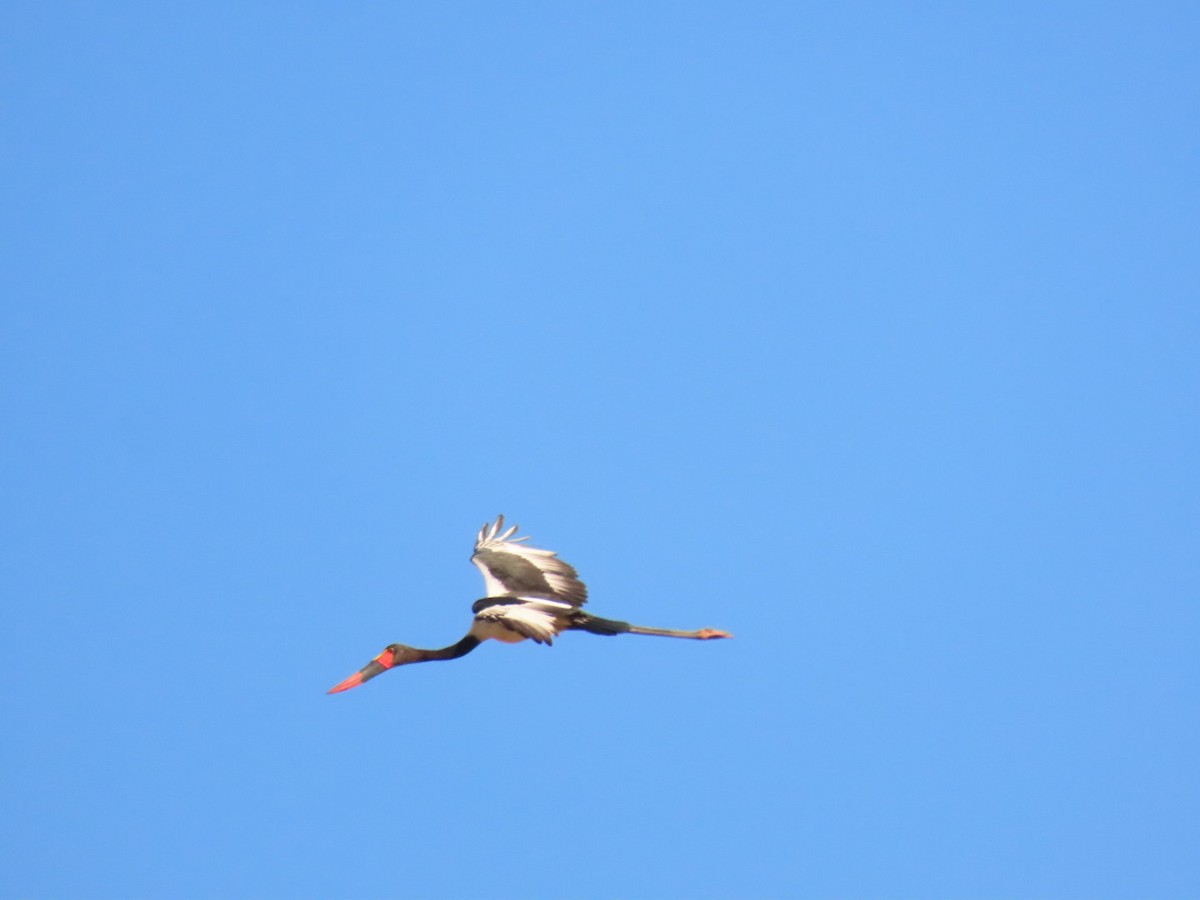 Saddle-billed Stork - ML635936365