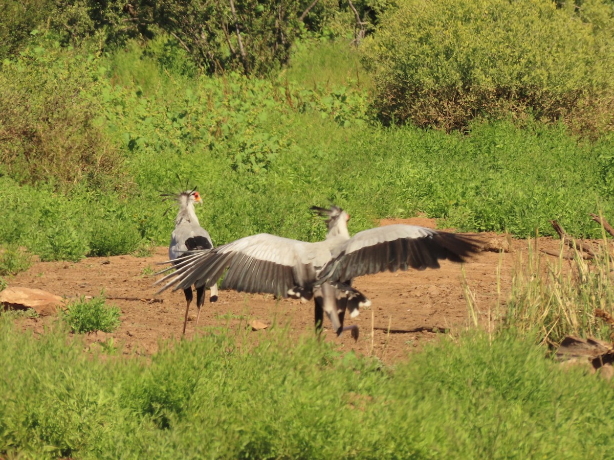 Secretarybird - ML635936384