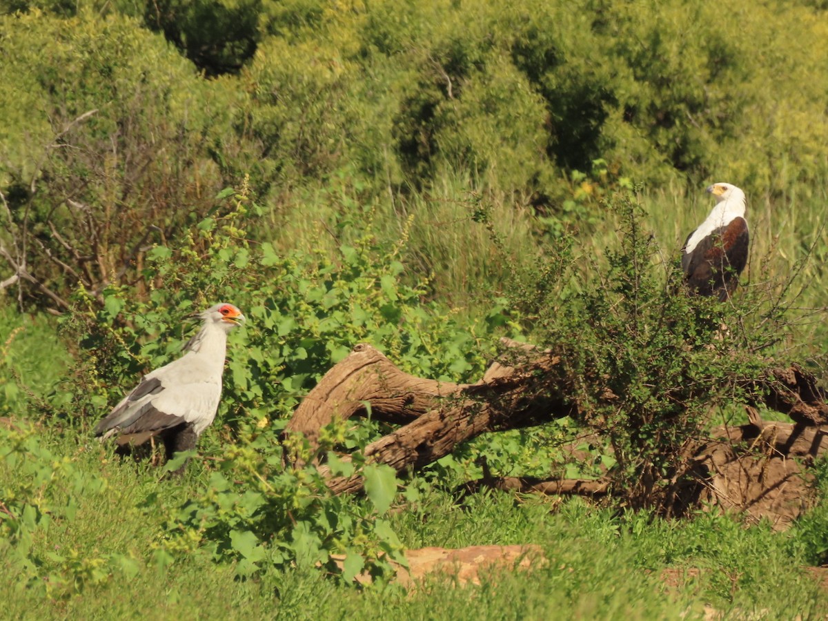 Secretarybird - ML635936385