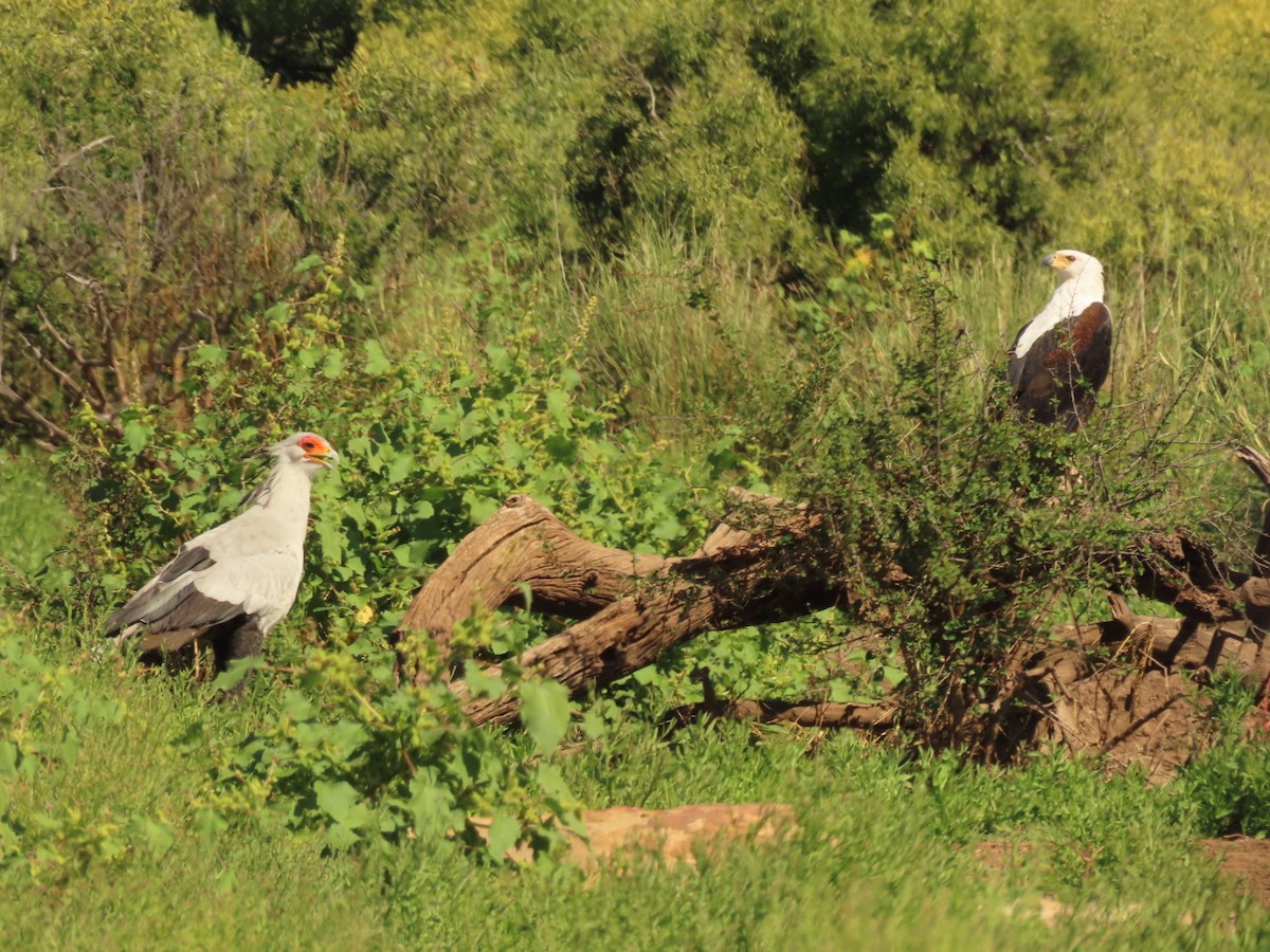 Secretarybird - ML635936386