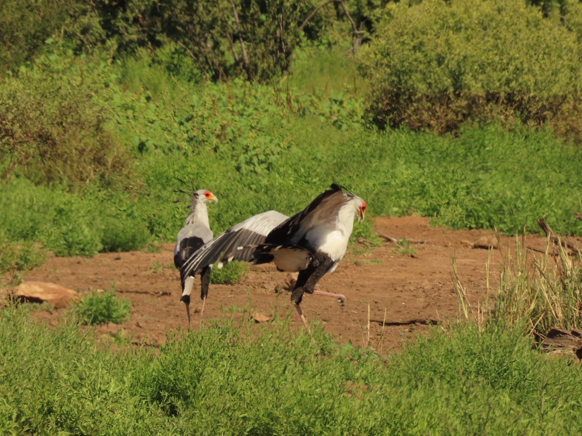 Secretarybird - ML635936387