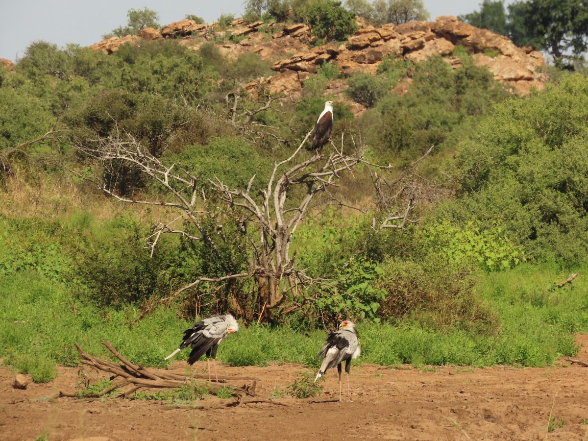 Secretarybird - ML635936388