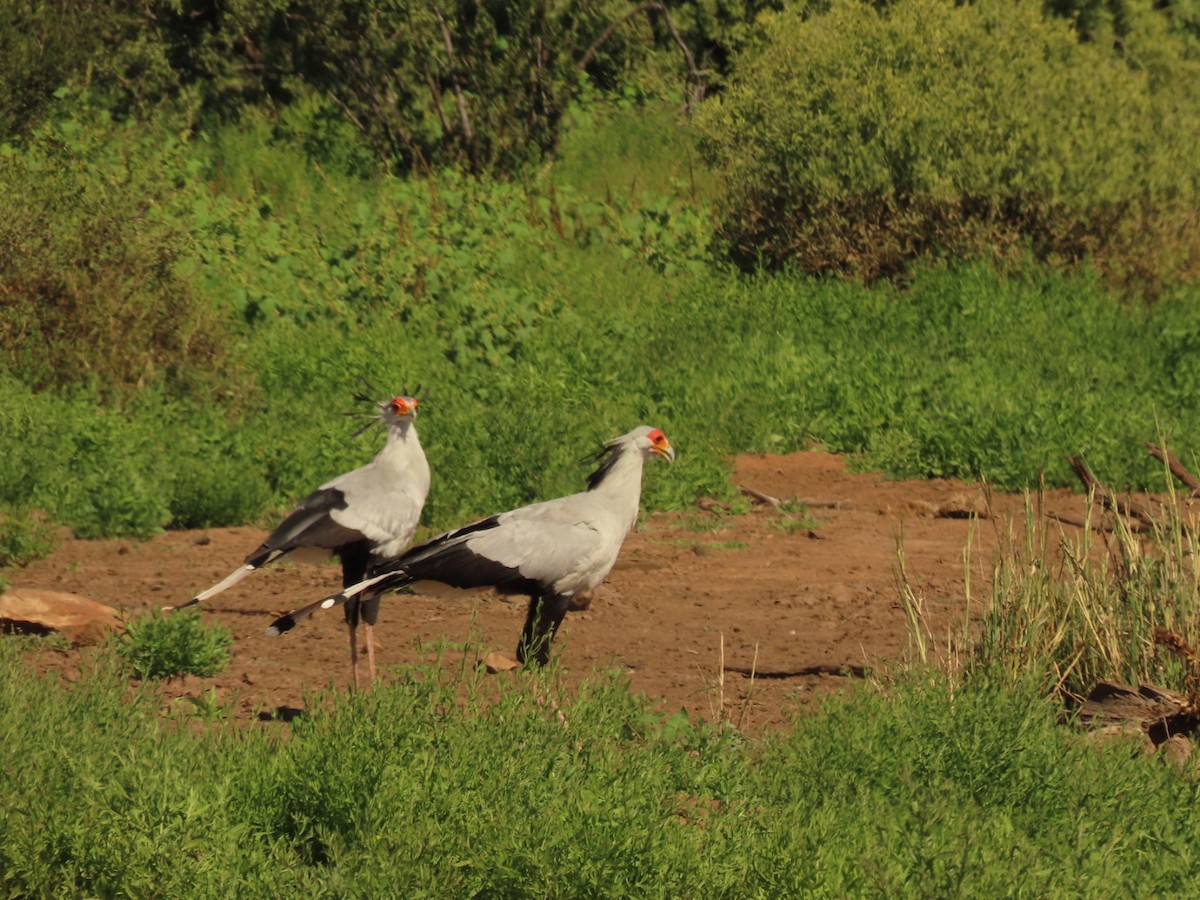 Secretarybird - ML635936390