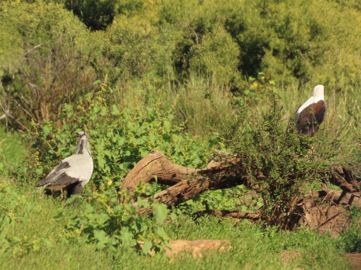 Secretarybird - ML635936393
