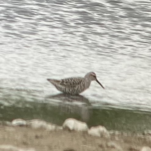 Stilt Sandpiper - ML635936522