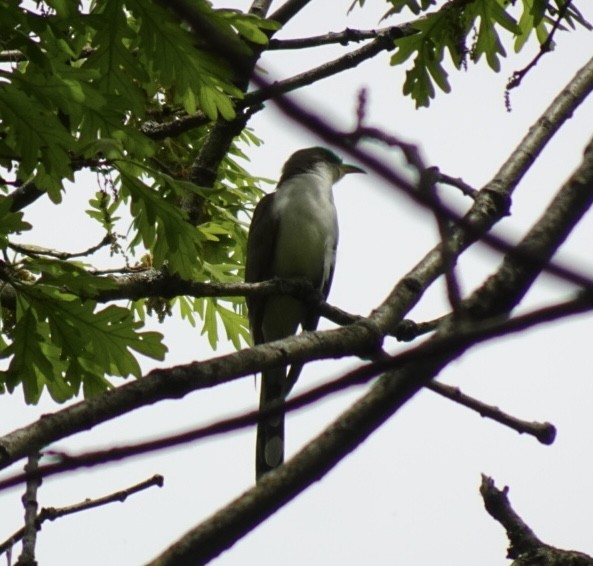 Yellow-billed Cuckoo - ML635936549