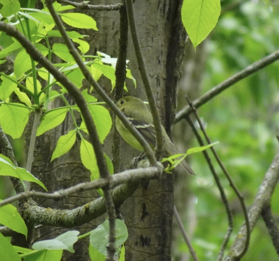 Yellow-bellied Flycatcher - ML635936557