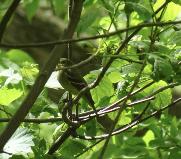 Yellow-bellied Flycatcher - ML635936558