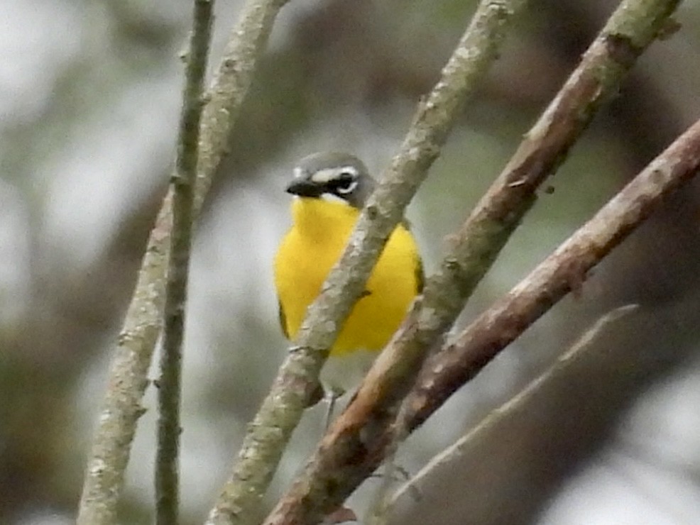 Yellow-breasted Chat - ML635936604