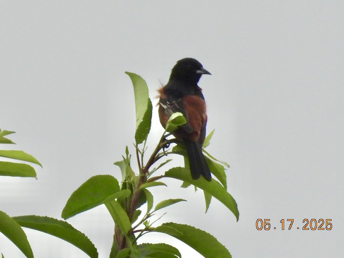 Orchard Oriole - ML635936607