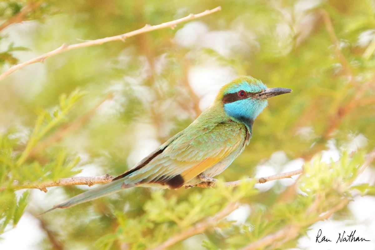 Arabian Green Bee-eater - ML635936611