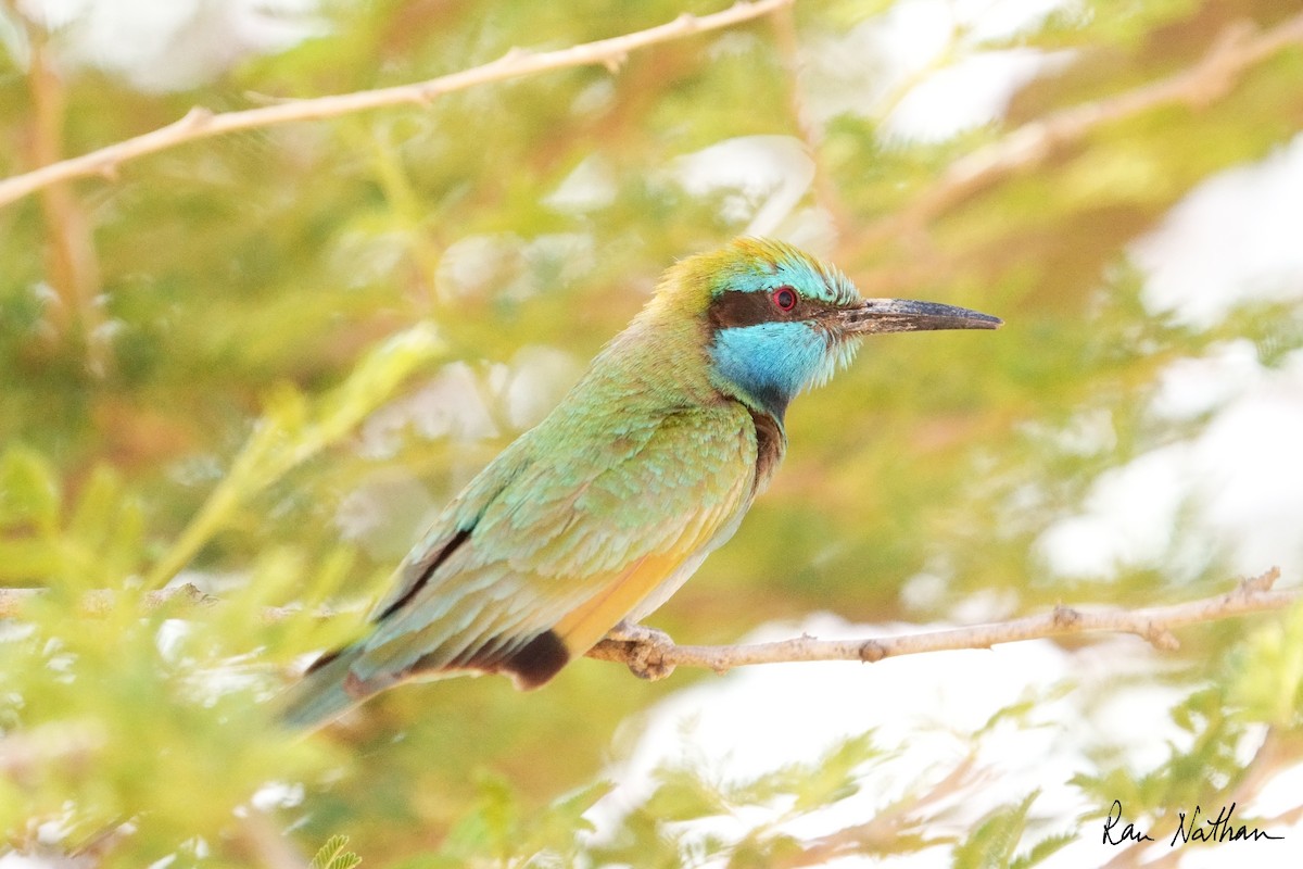 Arabian Green Bee-eater - ML635936613