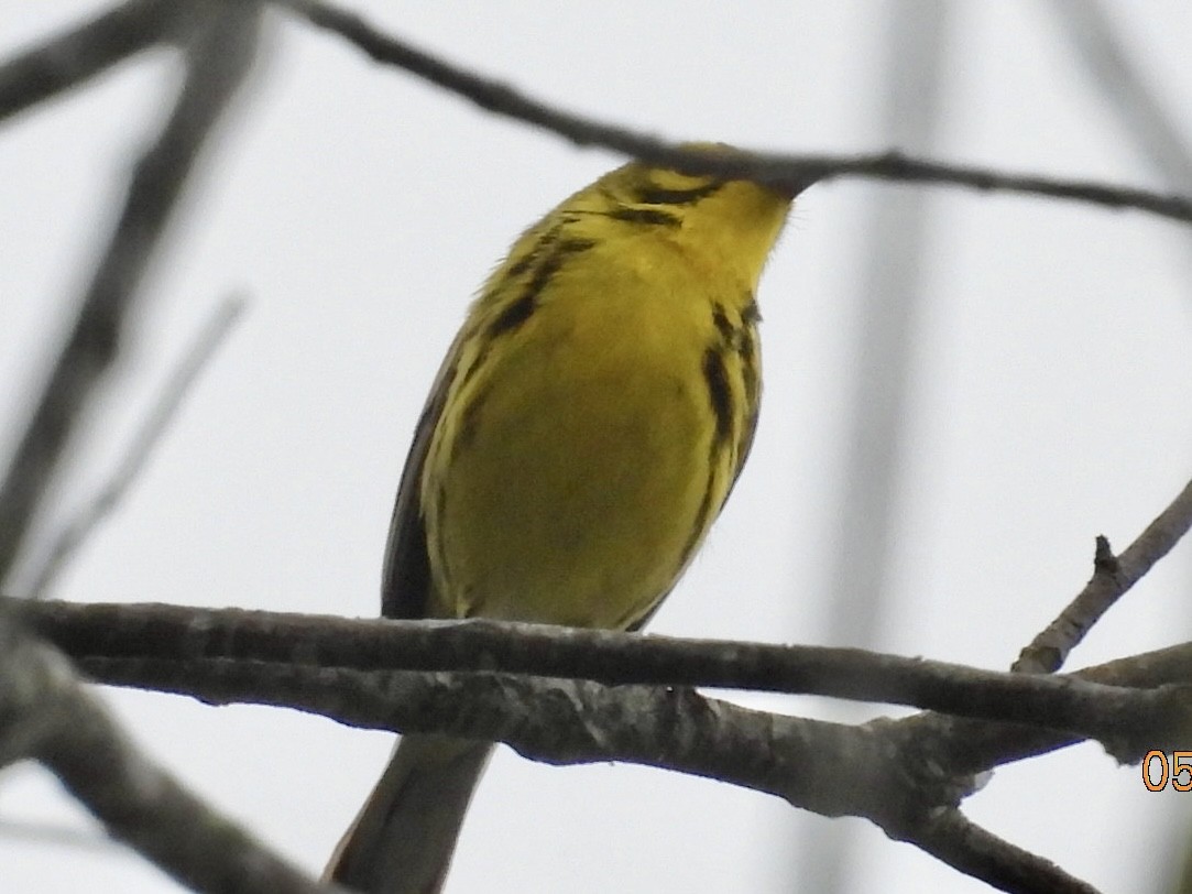 Prairie Warbler - ML635936615