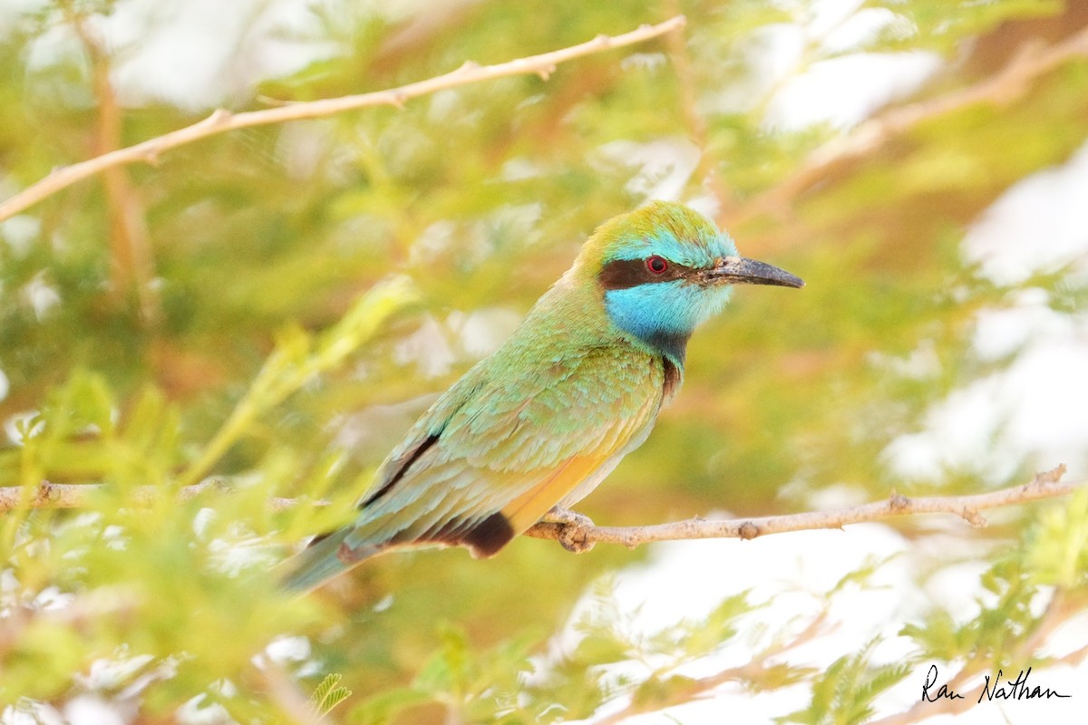 Arabian Green Bee-eater - ML635936619